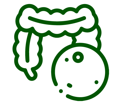 Gut Health & Digestion